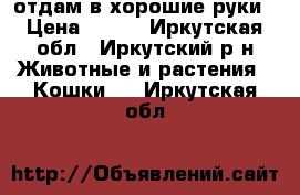 отдам в хорошие руки › Цена ­ 100 - Иркутская обл., Иркутский р-н Животные и растения » Кошки   . Иркутская обл.